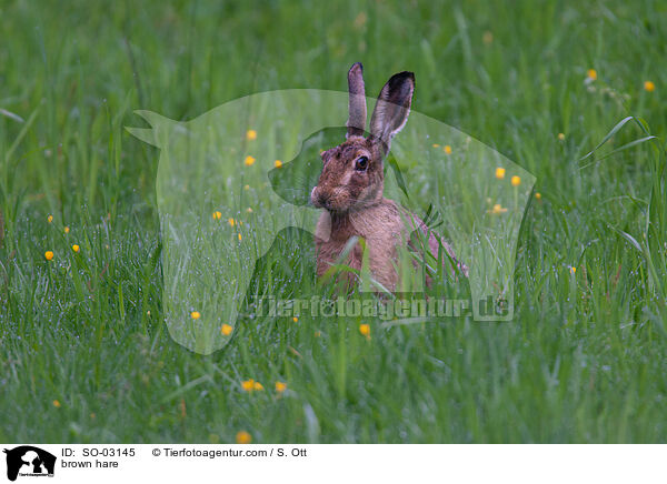 Feldhase / brown hare / SO-03145
