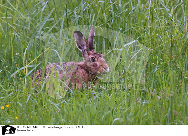 Feldhase / brown hare / SO-03146
