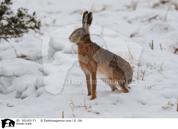 brown hare / SO-03171