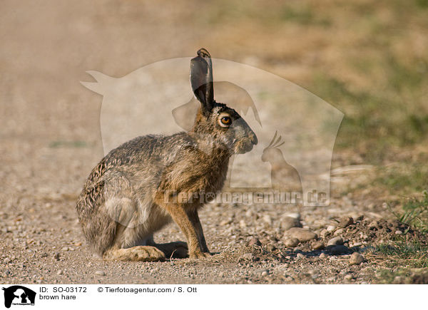 Feldhase / brown hare / SO-03172