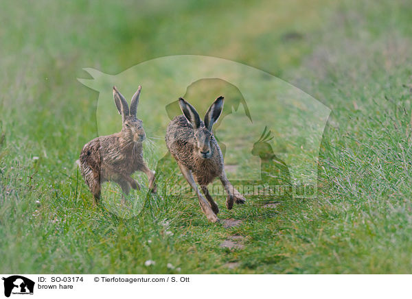 Feldhase / brown hare / SO-03174