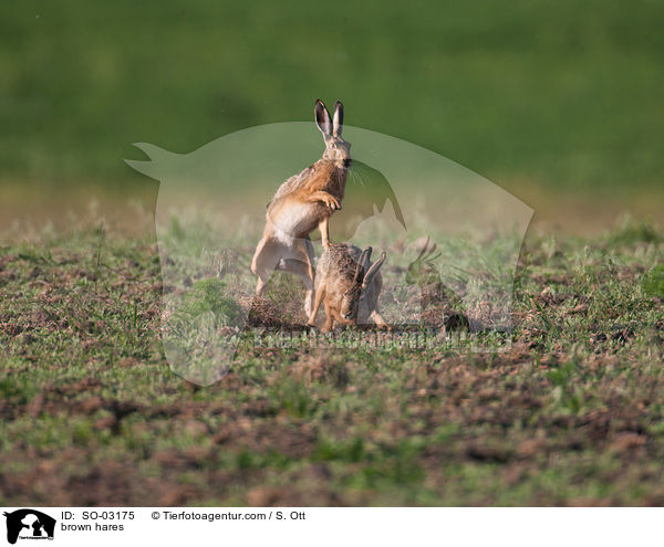 brown hares / SO-03175