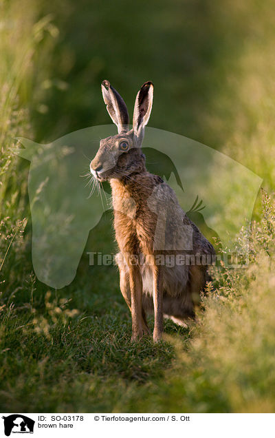 brown hare / SO-03178