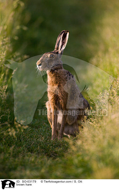brown hare / SO-03179