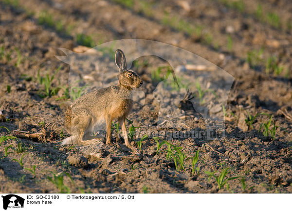 Feldhase / brown hare / SO-03180