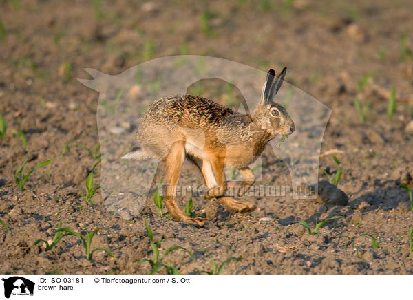 brown hare / SO-03181