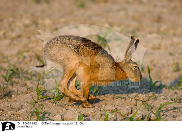 Feldhase / brown hare / SO-03182