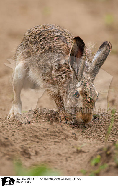 Feldhase / brown hare / SO-03187