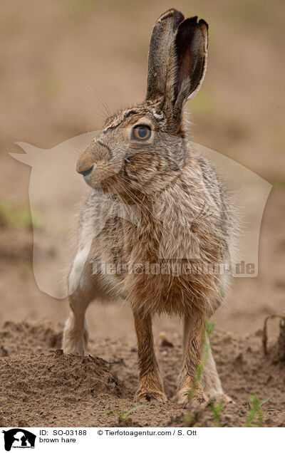 brown hare / SO-03188