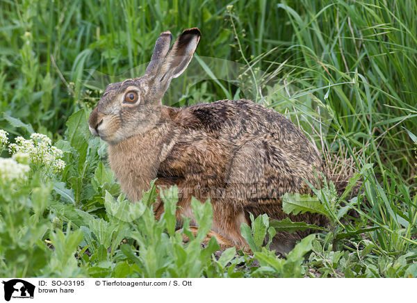 brown hare / SO-03195