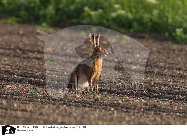 brown hare / SO-03196