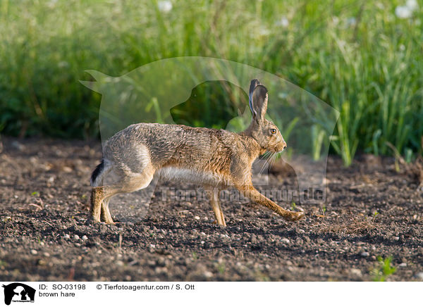Feldhase / brown hare / SO-03198