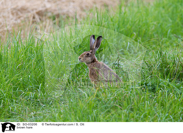 brown hare / SO-03206