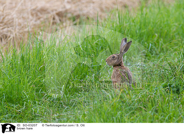 brown hare / SO-03207