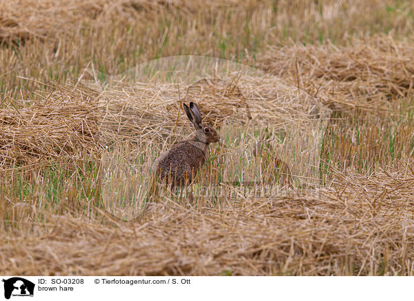 Feldhase / brown hare / SO-03208