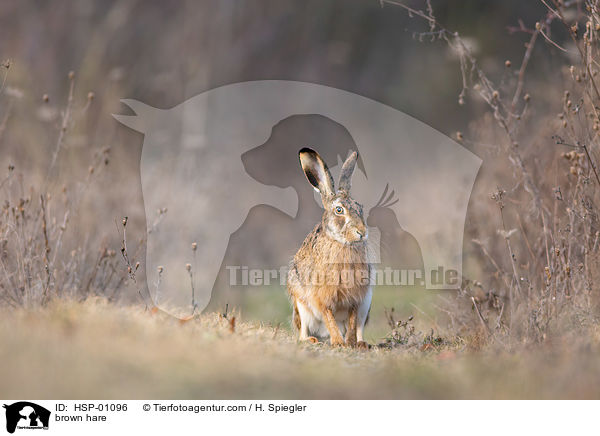 brown hare / HSP-01096