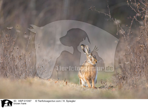 brown hare / HSP-01097