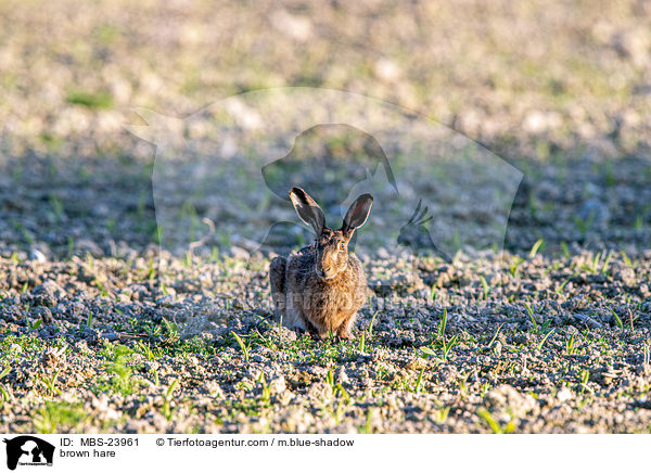 brown hare / MBS-23961