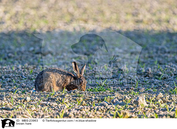 brown hare / MBS-23963