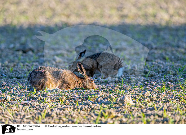 brown hare / MBS-23964