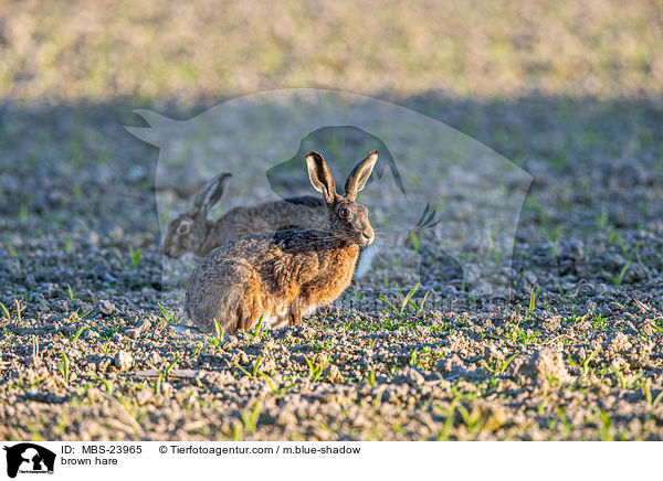 brown hare / MBS-23965