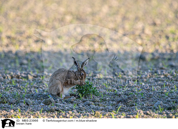 brown hare / MBS-23966