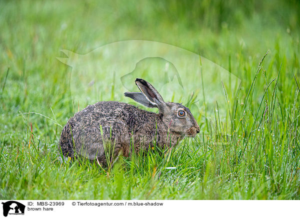 brown hare / MBS-23969