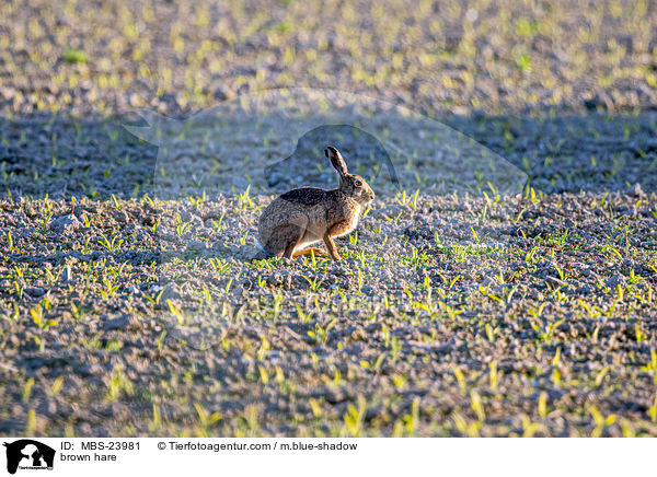 brown hare / MBS-23981