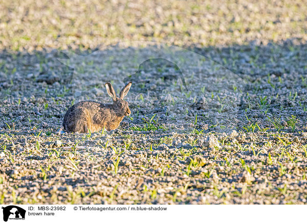brown hare / MBS-23982