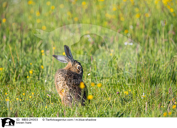 brown hare / MBS-24003