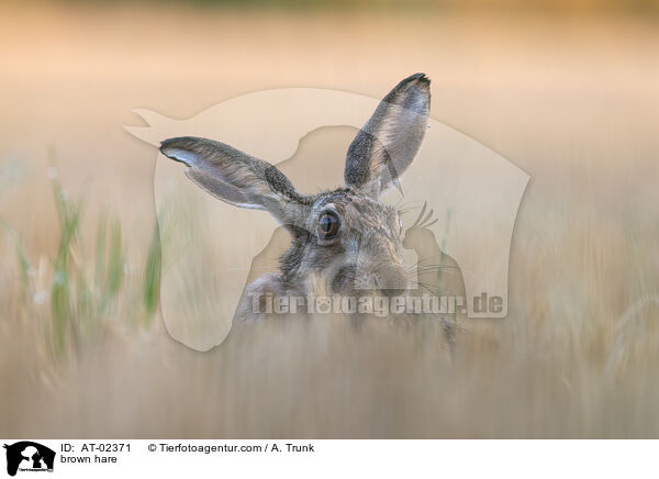 brown hare / AT-02371