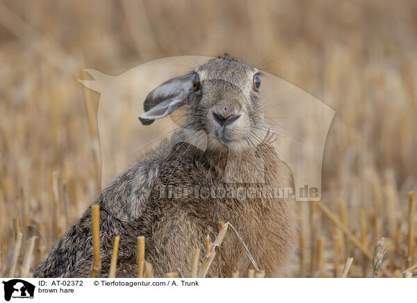 brown hare / AT-02372