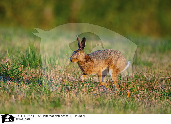 Feldhase / brown hare / FH-02151