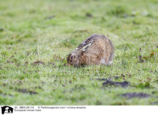 Feldhase / European brown hare / MBS-26119