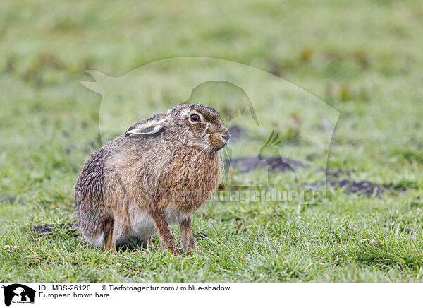 European brown hare / MBS-26120