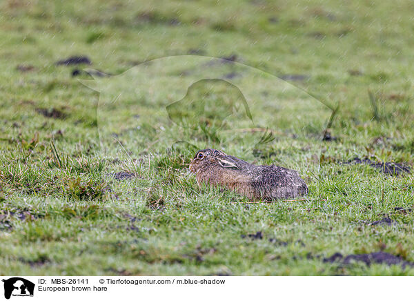 Feldhase / European brown hare / MBS-26141
