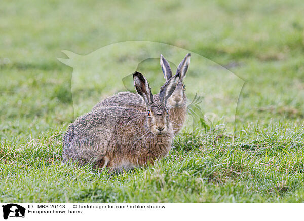 European brown hares / MBS-26143
