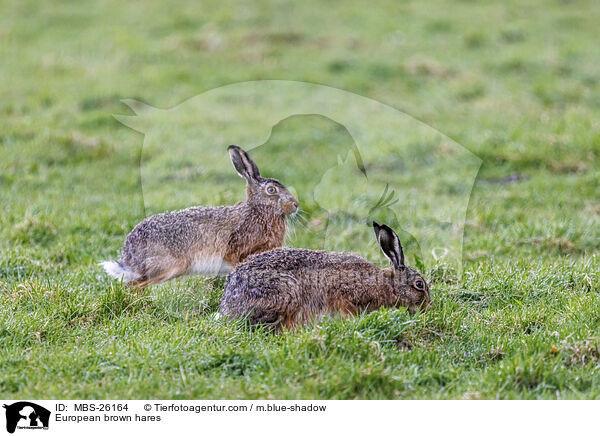 European brown hares / MBS-26164