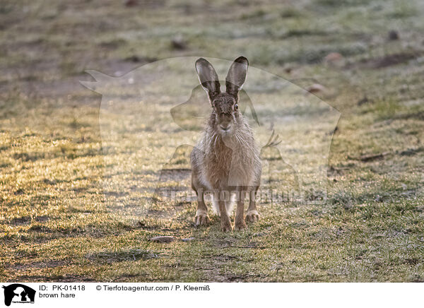 brown hare / PK-01418