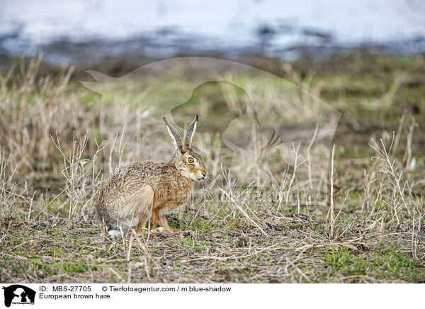 European brown hare / MBS-27705