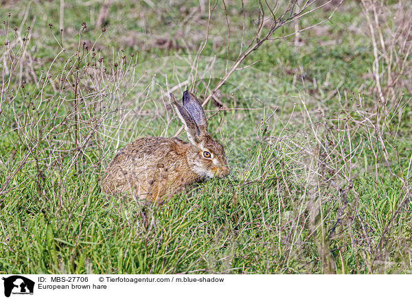 Feldhase / European brown hare / MBS-27706
