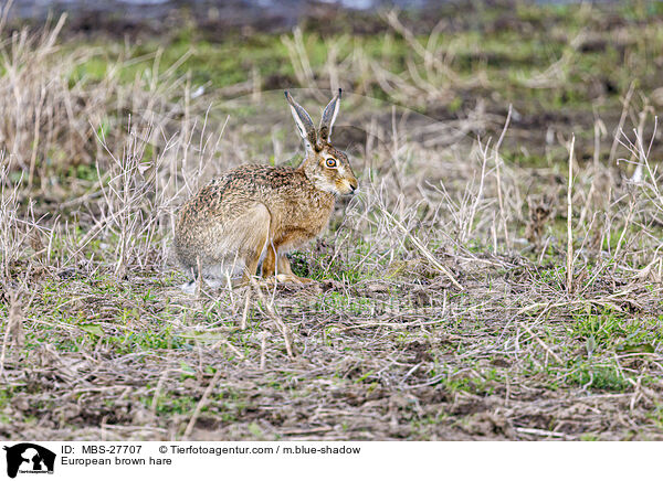 European brown hare / MBS-27707