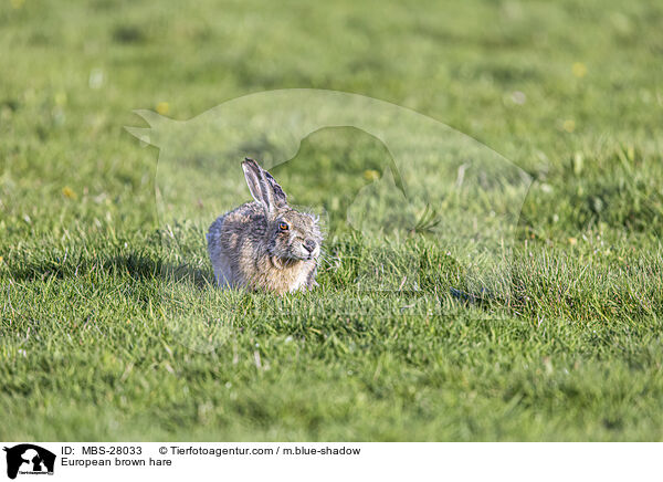 European brown hare / MBS-28033