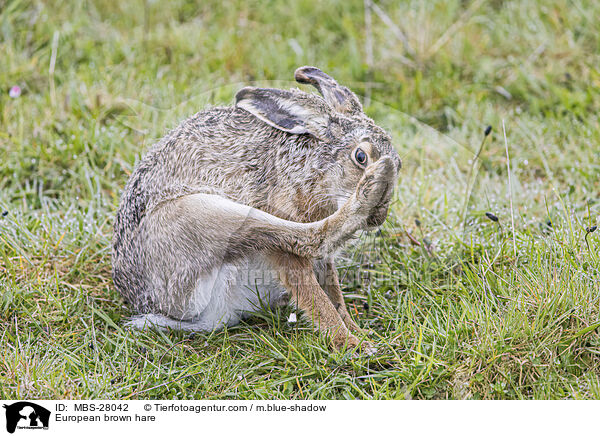 European brown hare / MBS-28042