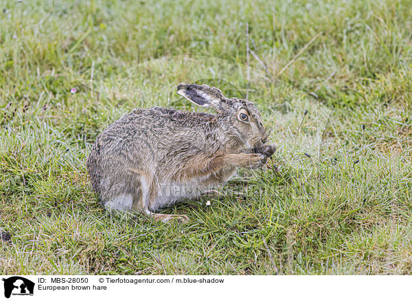 Feldhase / European brown hare / MBS-28050