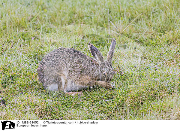 Feldhase / European brown hare / MBS-28052