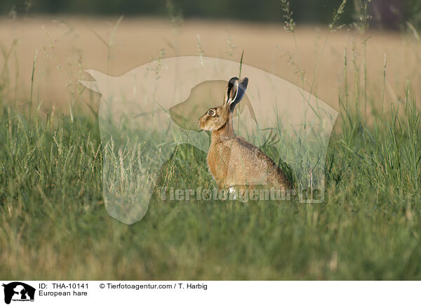 Feldhase / European hare / THA-10141