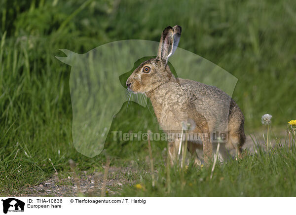 Feldhase / European hare / THA-10636