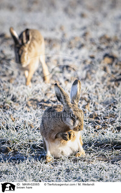 Feldhase / brown hare / MAW-02065