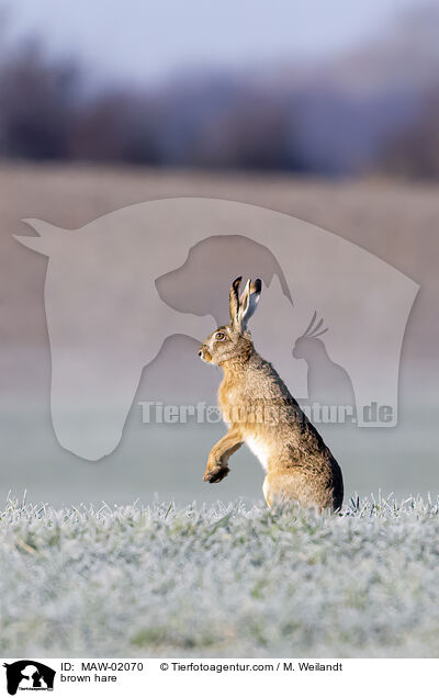 Feldhase / brown hare / MAW-02070